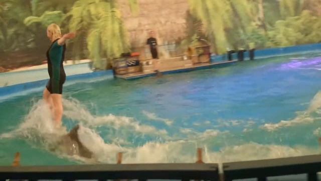 Дельфинарий Лето Калининград 2018 смотреть онлайн