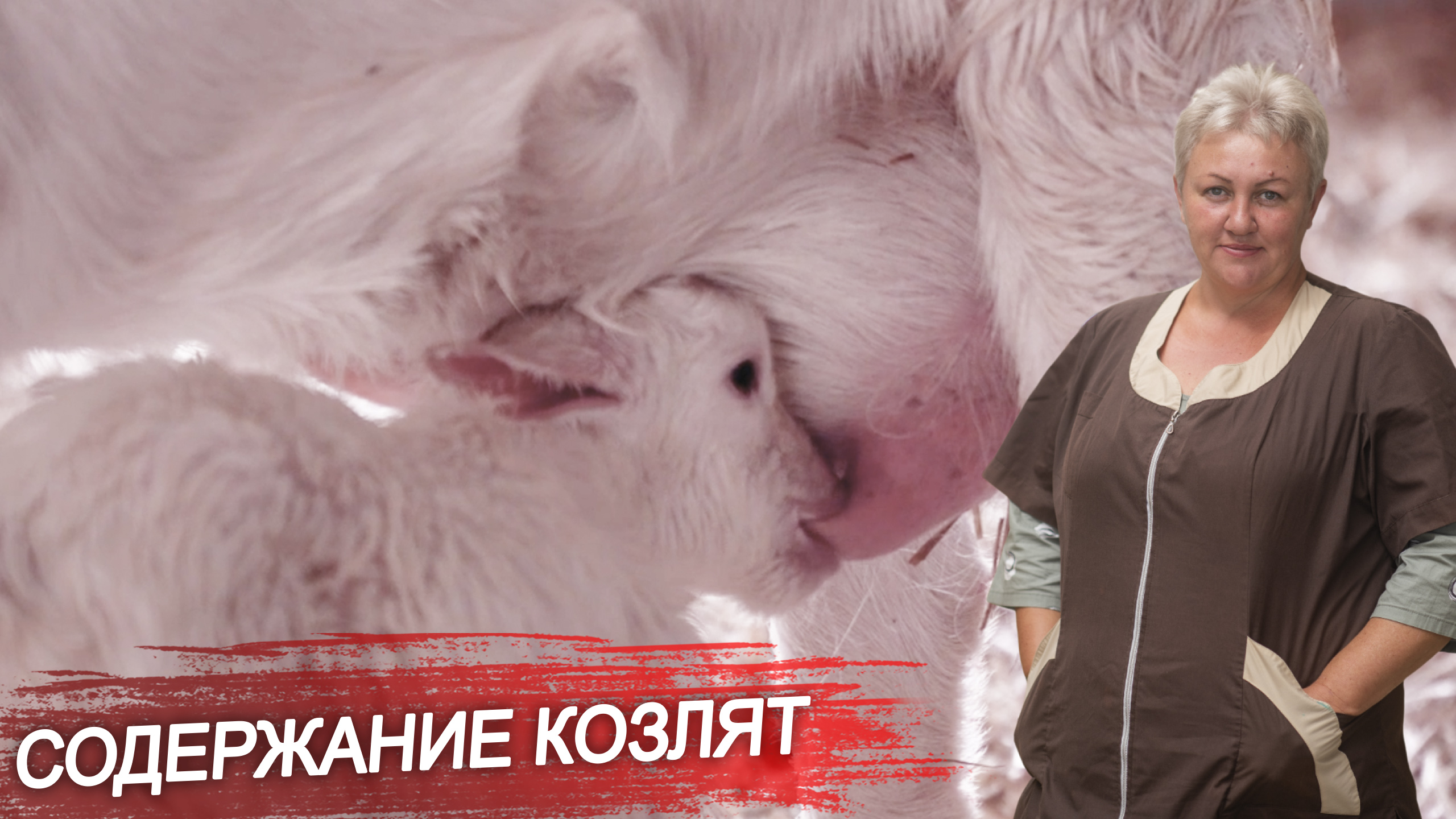 Как содержат коз и козлят? Окот у коз. Новорожденные козлята. Козоводство. Мелкий рогатый скот. смотреть онлайн