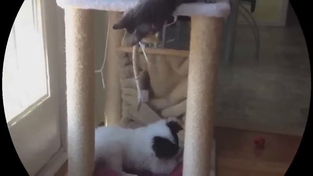 Смешное видео с Животными  ★★★  Смешные Животные смотреть