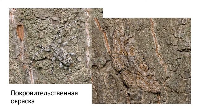 ЭкоШкола онлайн от 07.06.2022 Беспозвоночные животные смотреть онлайн