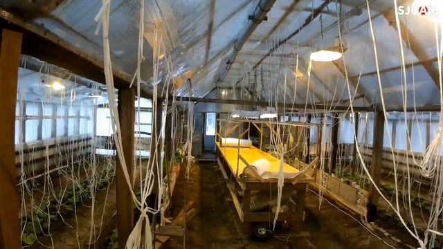 Третий день посадки огурчиков 5 февраля 2022 года смотреть онлайн