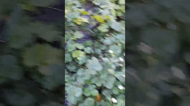 20210915 175554 ремонтантная-Клубника-Маджестик. смотреть онлайн