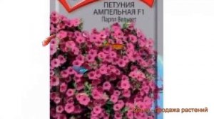 Петуния ампельная Парпл Вельвет (parpl velvet) ? обзор: как сажать, семена петунии Парпл Вельвет