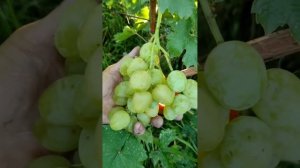 Ароматика - новинка винограда селекции Калугина Виктора. Теплова Татьяна. +380956118435