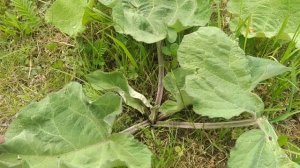 Когда правильно собирать корень лопуха