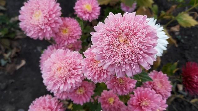 АСТРА ХРИЗАНТЕЛЛА.ПОКУПАЙТЕ ТОЛЬКО ТАКИЕ СЕМЕНА.