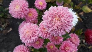 АСТРА ХРИЗАНТЕЛЛА.ПОКУПАЙТЕ ТОЛЬКО ТАКИЕ СЕМЕНА.