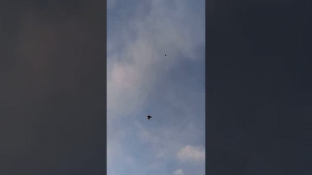 Цыганские 🕊️🕊️ голуби