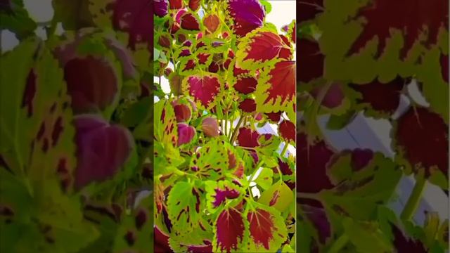 комнатные растения.колеусы смотреть онлайн