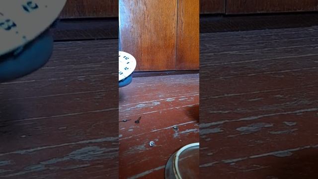 Разбор советского будильника "Янтарь" смотреть онлайн