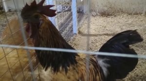 ЛАКЕДАНЗИ или цветной УХЕЙИЛЮЙ?