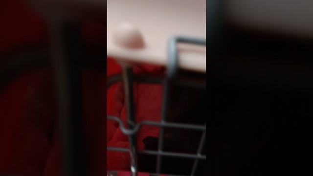 Лечу красивого пушистого блогера Милланку смотреть онлайн