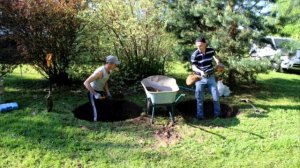 Какие деревья посадить возле выгребной ямы, чтобы надолго забыть про ее откачку