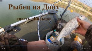 Рыбец на Дону, рыбалка на кольцо с лодки, бешенный клев, полный садок