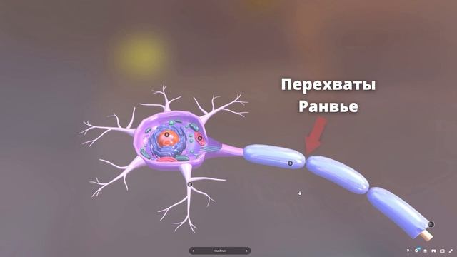 Строение нейрона. Изучаем в 3D смотреть онлайн