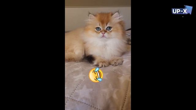 ДРЕЙК ОСКОРБИЛ КОТА ИЛЮШУ (БРАТА ЛЮТИКА) И ЕМУ ПРИШЛОСЬ ИЗВИНЯТЬСЯ смотреть онлайн