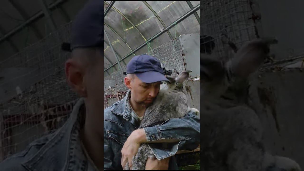 Кролик, выкормленный из шприца / Rabbit that was rescued and artificially fed milk смотреть онлайн
