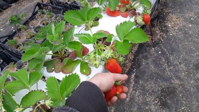 Супер клубника, сорт Брилла. Кокосовые маты. Ягодная Ферма Поле Чудес +89180102726 смотреть онлайн