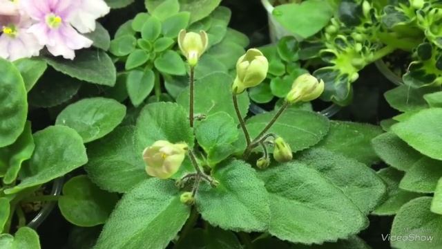 Продолжают цвести фиалки на стеллаже. смотреть онлайн