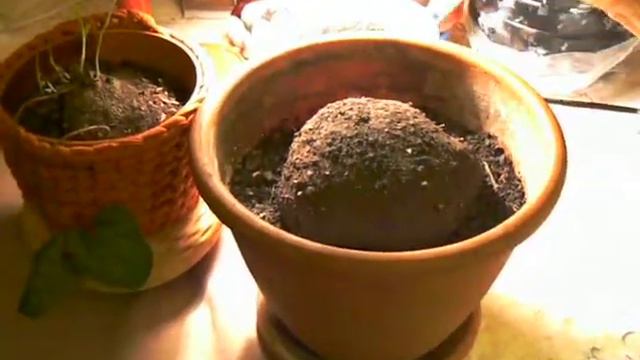 Цикламен для лечения 2019 гайморит смотреть онлайн