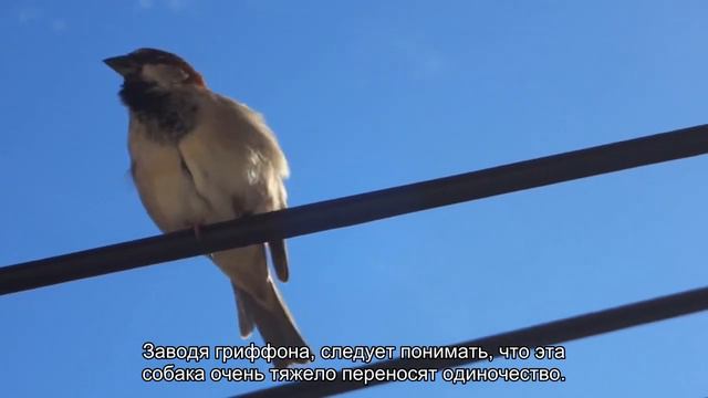 Пти брабансон