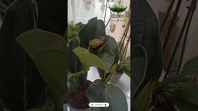 Medinilla Magnifica blossoming смотреть онлайн