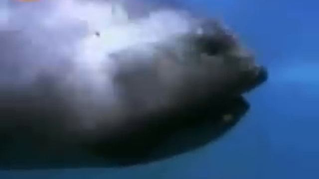 rare megamouth shark смотреть онлайн