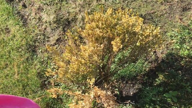 Самшит?: уход за растениями (огнёвка) смотреть онлайн