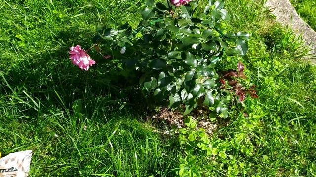 Один день из дачной жизни/готовлю обед/подкормка пионов и роз в августе/сходила в гости смотреть онлайн