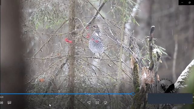 9 лютого ЯПС Урок 179 смотреть онлайн
