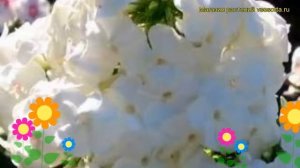 Флокс метельчатый Рембрандт. Краткий обзор, описание характеристик phlox paniculata Rembrandt