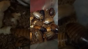 Процесс размножения шестеточечных тараканов