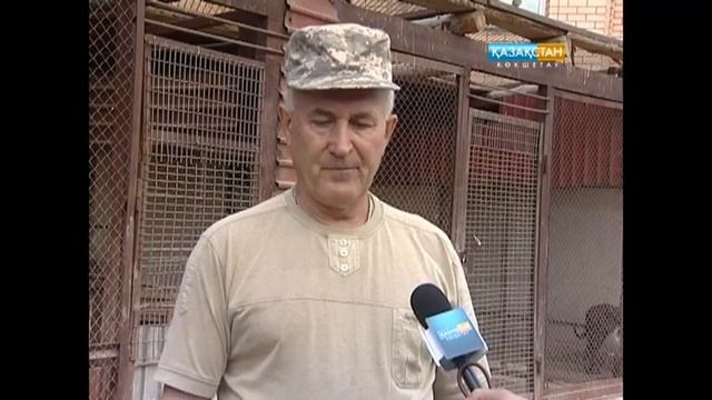 Казахская тазы (порода собак) смотреть онлайн