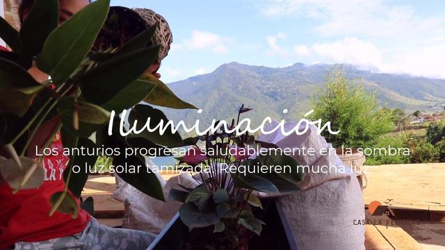 Transplante y Sustrato Perfecto para ANTURIOS😍 Así Crecen HERMOSOS y Sanos | Casa La Felicidad смотреть онлайн