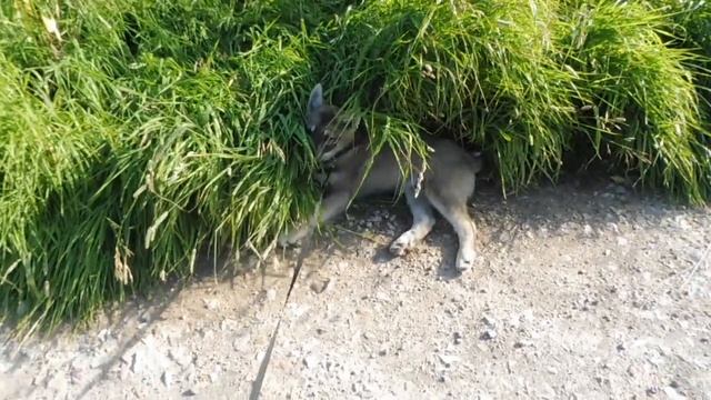 ПЕРВАЯ прогулка ЩЕНКА западносибирской ЛАЙКИ на поводке 13/07/2022/ ПРИУЧЕНИЕ щенка к поводку смотреть онлайн