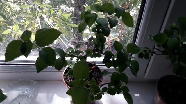 #Комнатное растение -Лантана "девичье слово". Цветет Свинчатка смотреть онлайн