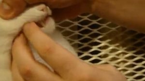 Мажем коту зубы гелем Тропиклин (Tropiclean)