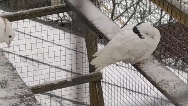 Чем отличается стадо от стаи ?️ смотреть онлайн