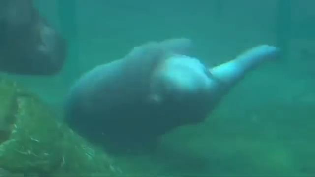 бегемот танцует под водой.flv смотреть онлайн