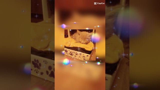 эдит❤️ смотреть онлайн