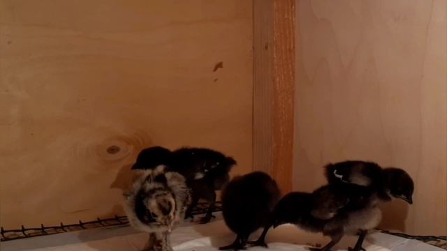 Купили цыплят ухейилюй? смотреть онлайн