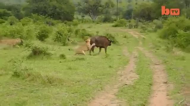 Король джунглей повержен смотреть онлайн