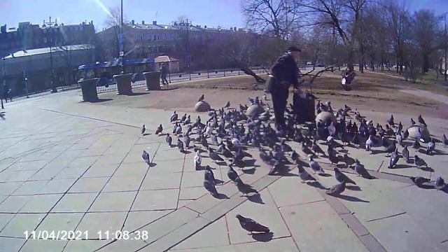 Балтика. Питер. Дедушка на спецзадании - кормёжке голубей. смотреть онлайн