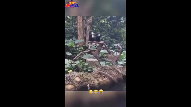 ДЖАВИД МАРТЫШКА смотреть онлайн