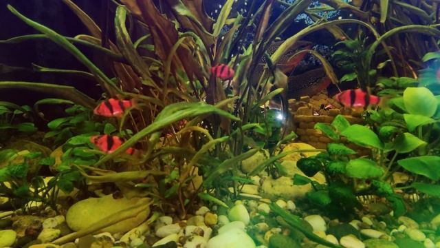 Красный суматранский #барбус. смотреть онлайн