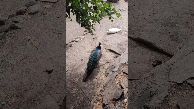 Какой такой павлин мавлин? (Павлины в зоопарке) смотреть онлайн