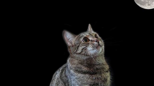 Relaxing Music to Help Your Depressed Anxious Cat Calm Down, Soothe My Kitten! Pet Therapy смотреть онлайн