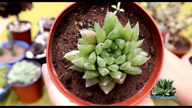 23 SUCULENTAS Meses Después | Crecimiento | Cuidados | Consejos | Errores | Y Mucho Más