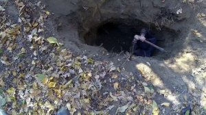 Охота на барсука/Охота с ягдтерьером.Fox Hunt with Jagdterrier.