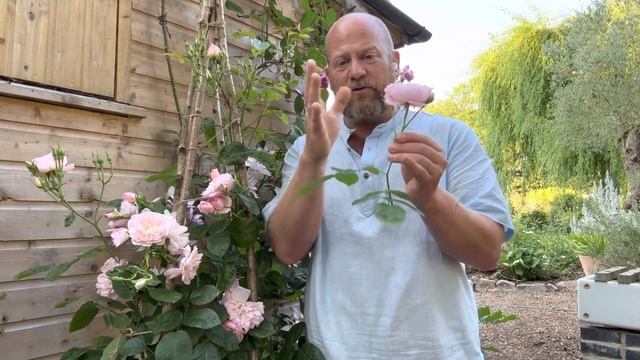 Personal review of rose “ Elizabeth” from @david_austin_roses #gardenerben смотреть онлайн